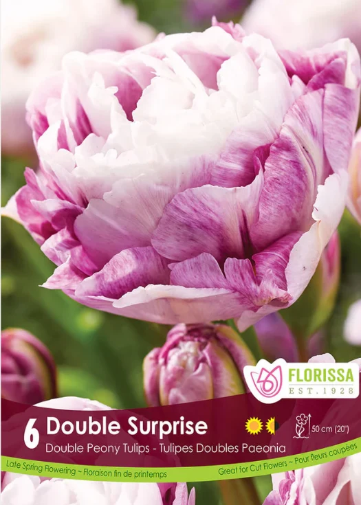 Tulipe ‘Double Surprise’ ( Tulipa )