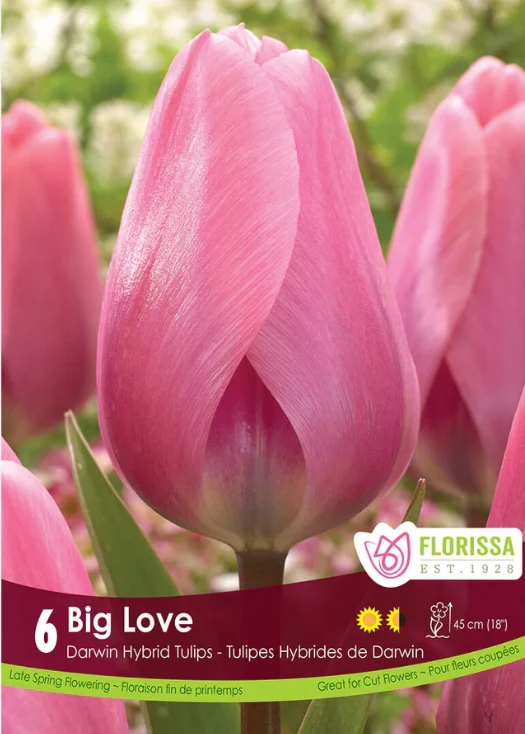Tulipe ‘Big Love’ ( Tulipa )