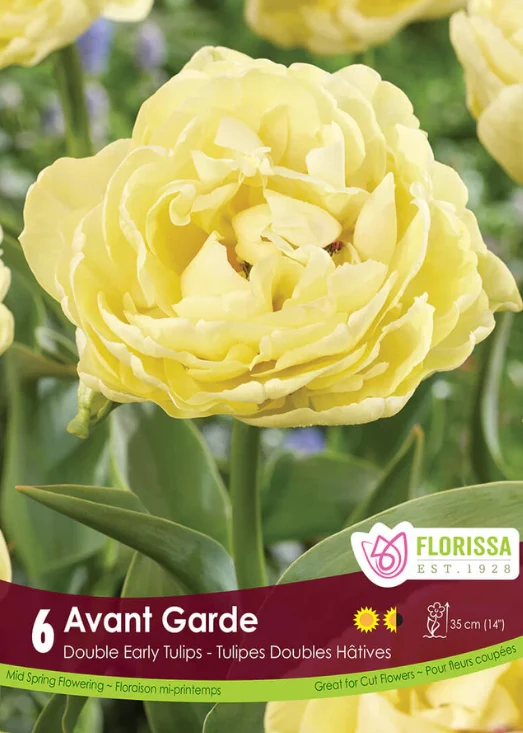 Tulipe ‘Avant-garde’ ( Tulipa ‘Avant Garde’)
