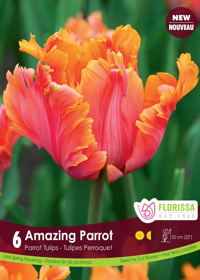 Tulipe ‘Amazing Parrot’ ( Tulipa )
