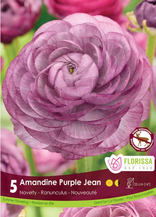 Renoncule Amandine ‘Purple Jean’ ( Ranunculus asiaticus )