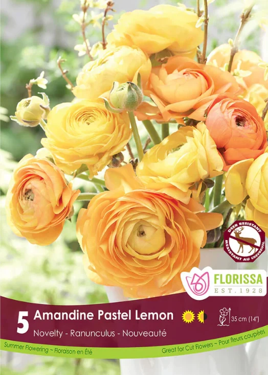 Renoncule Amandine ‘Pastel Lemon’ ( Ranunculus asiaticus )