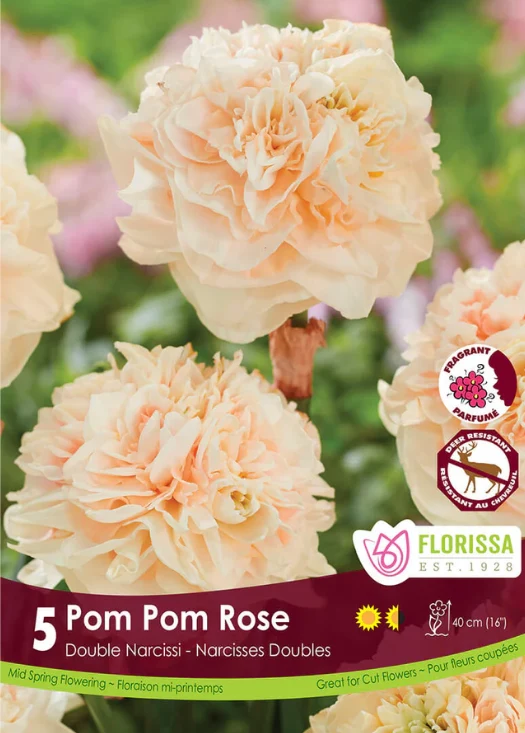 Narcisse ‘Pom Pom Rose’ ( Narcissus )