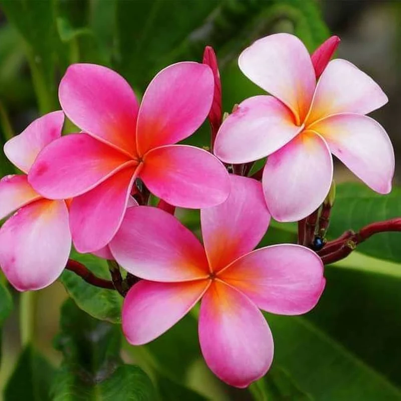 Champa Seeds for Planting - 100 pcs
