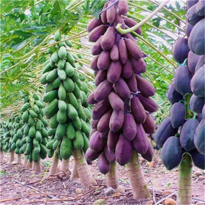 Papaya Fruit Seeds for Planting