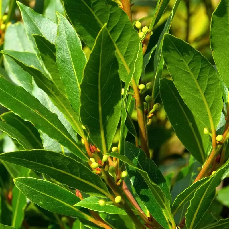 Laurel Herb Seeds for Planting