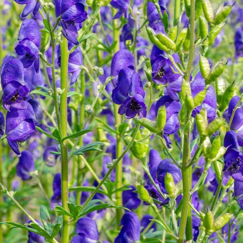 Monkshood Seeds for Planting