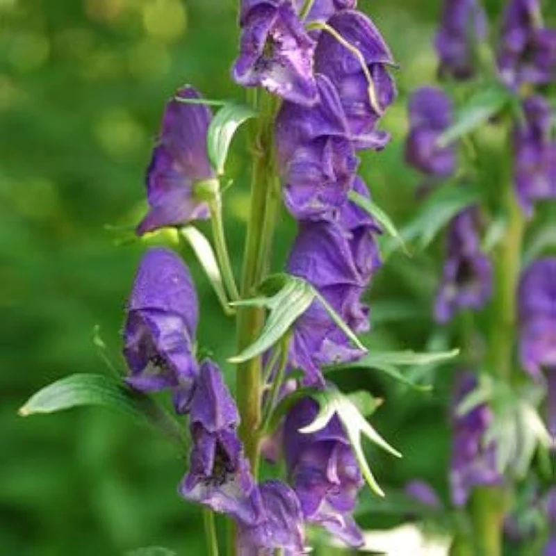 Monkshood Seeds for Planting