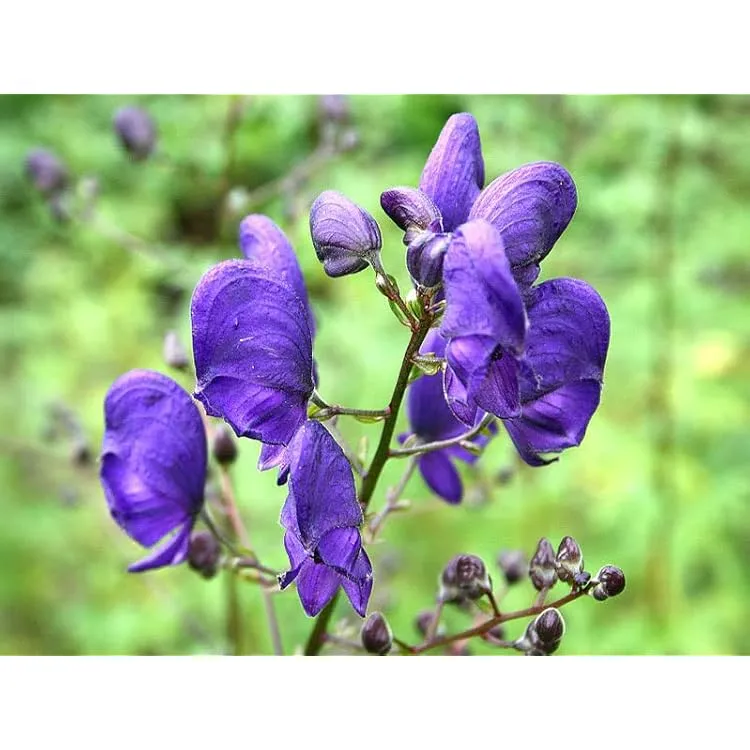 Monkshood Seeds for Planting