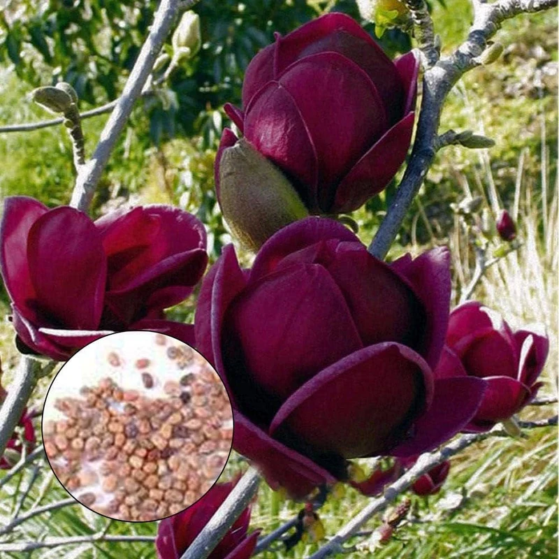Magnolia Yulan Tulip Tree Flower Seeds for Planting - 100 pcs