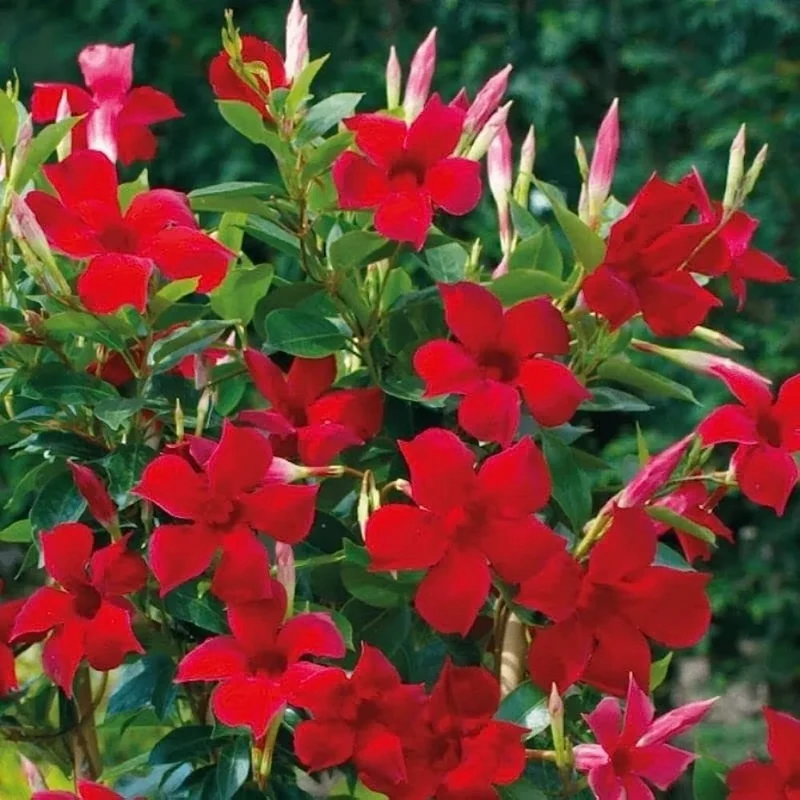 Mandevilla Sanderi Flower Seeds for Planting