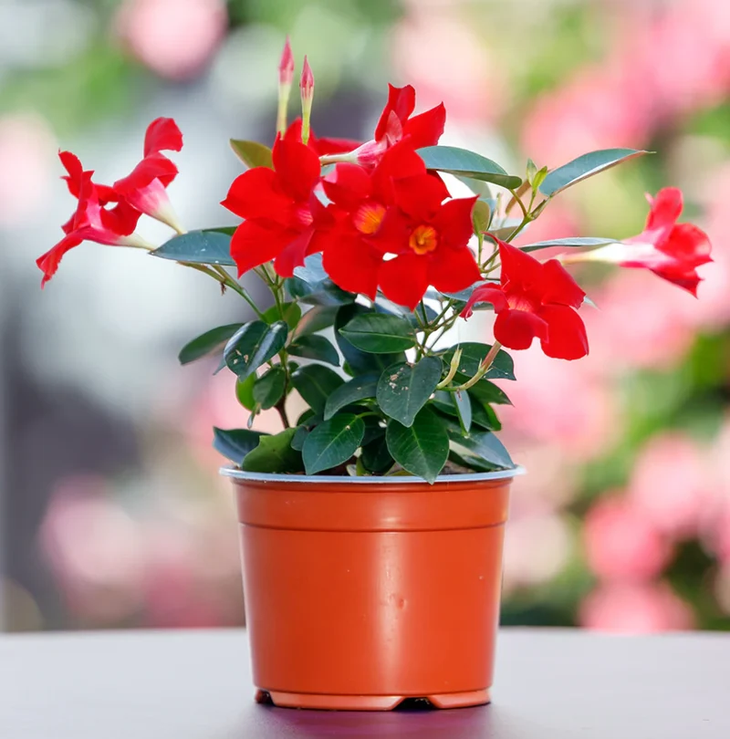 Mandevilla Sanderi Flower Seeds for Planting
