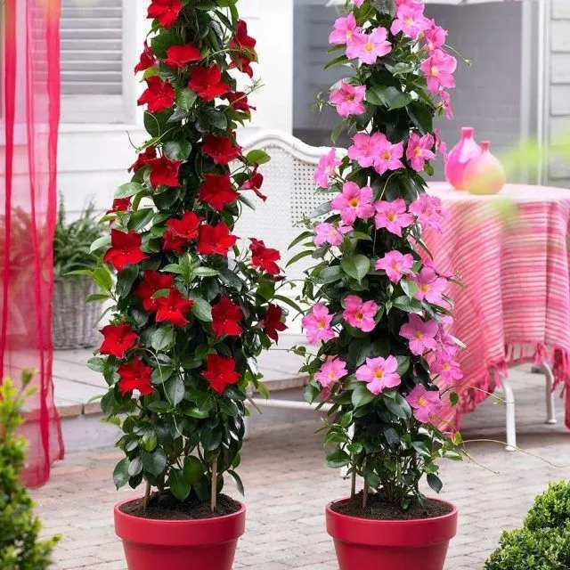 Mandevilla Sanderi Flower Seeds for Planting