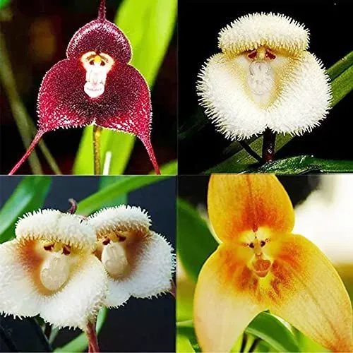 Monkey Face Orchid Flower Seeds for Planting