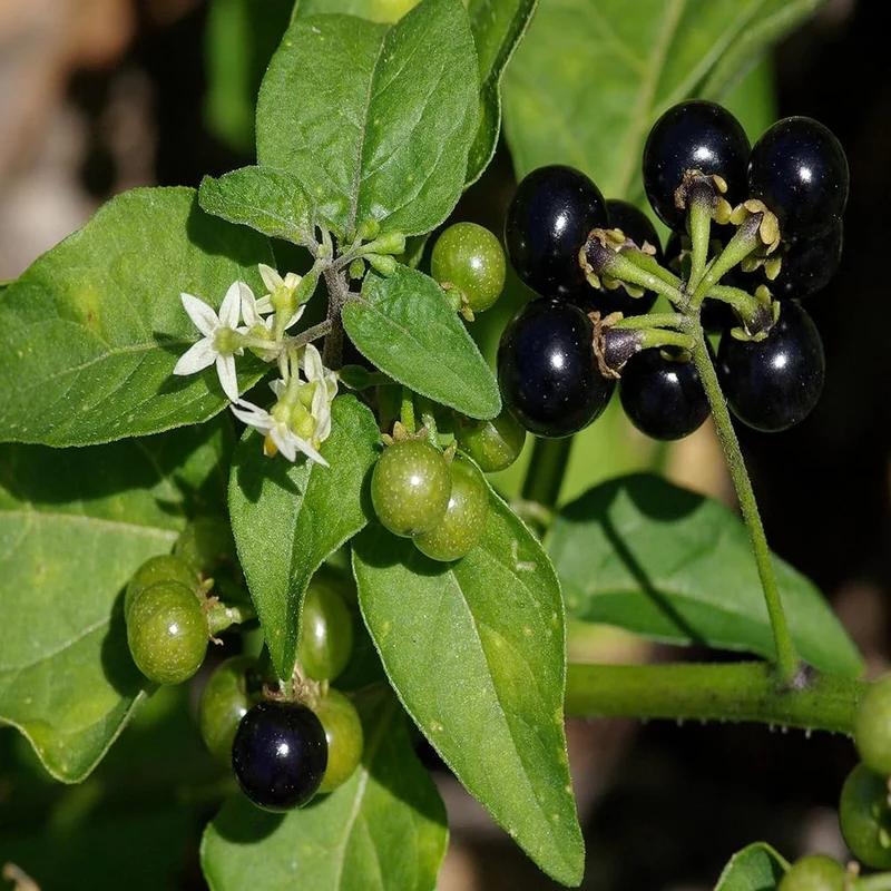 Solanum Nigrum Berry Fruit Seeds, Planting - 100 pcs