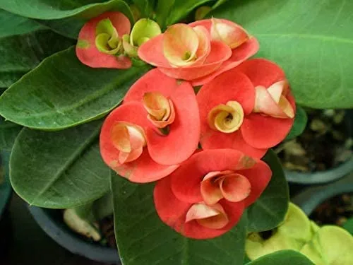 Cactus Euphorbia Milii Seeds – Thorny Crown of Thorns Flower Planting