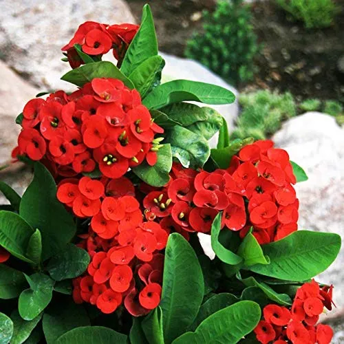 Cactus Euphorbia Milii Seeds – Thorny Crown of Thorns Flower Planting