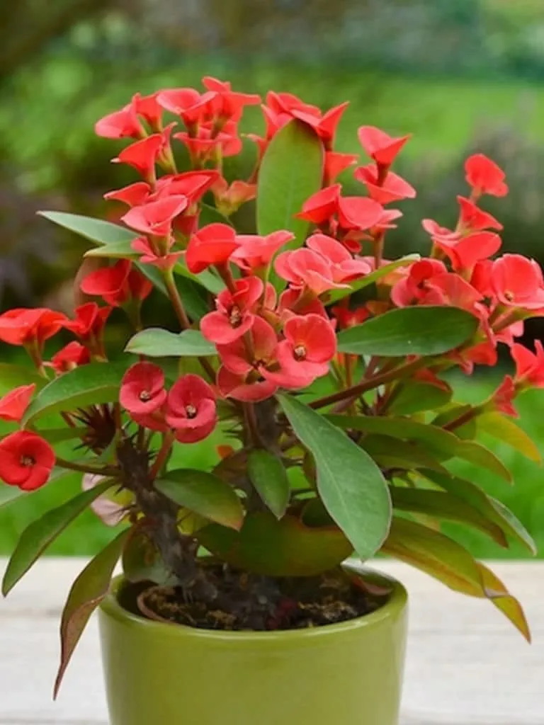 Cactus Euphorbia Milii Seeds – Thorny Crown of Thorns Flower Planting