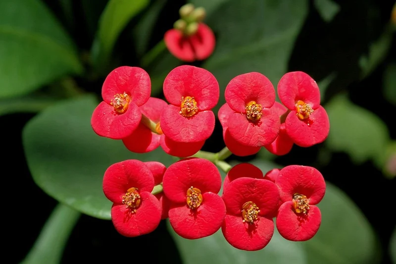 Cactus Euphorbia Milii Seeds – Thorny Crown of Thorns Flower Planting