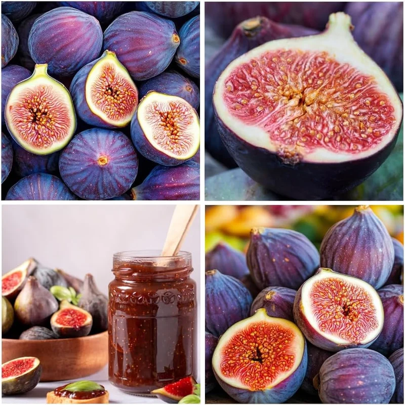 Black Madeira Fig Seeds for Planting - 100 pcs