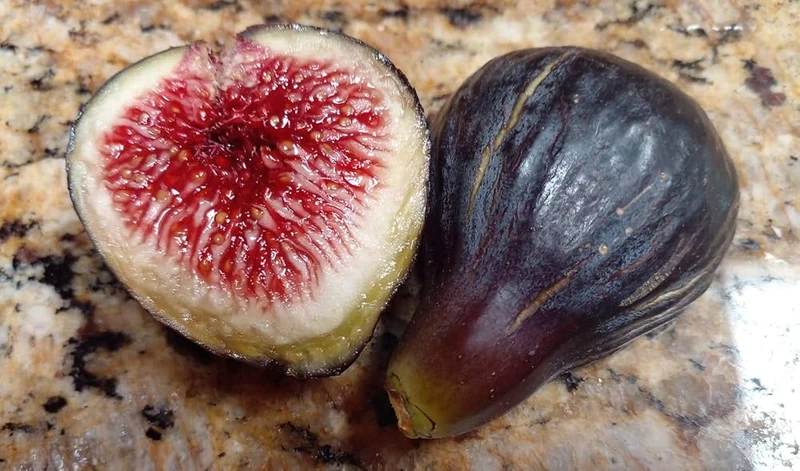 Black Madeira Fig Seeds for Planting - 100 pcs