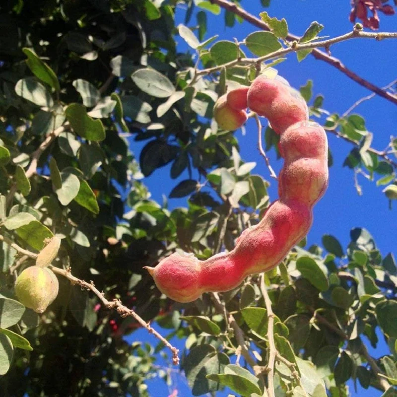 Manila Tamarind Tree Seeds for Planting, 100 pcs