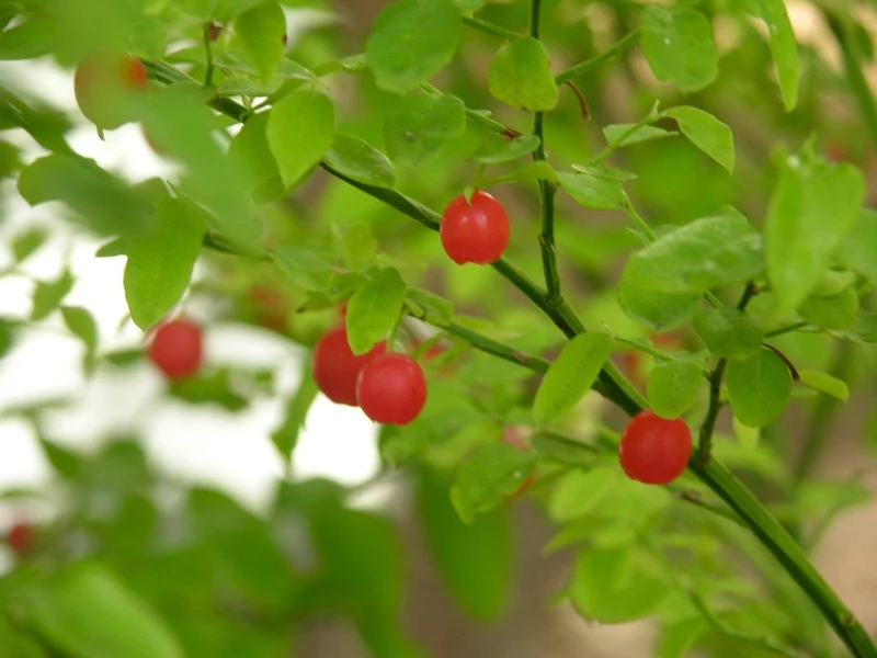 Planting Red Huckleberry Seeds - 100 pcs