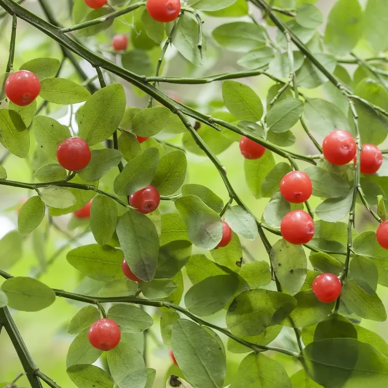 Planting Red Huckleberry Seeds - 100 pcs