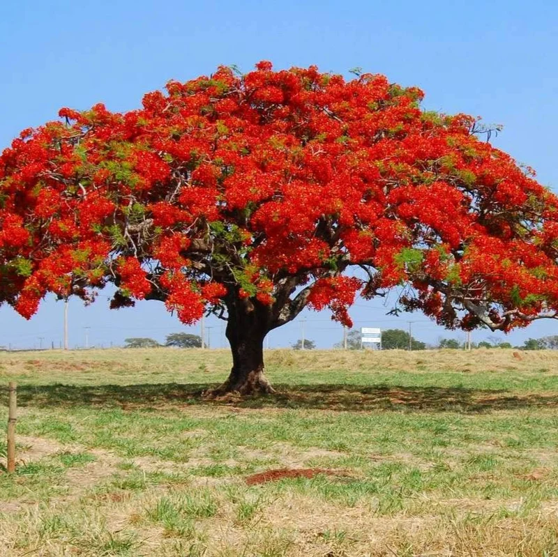 Flamboyant Flame Tree Seeds, Delonix Regia for Planting