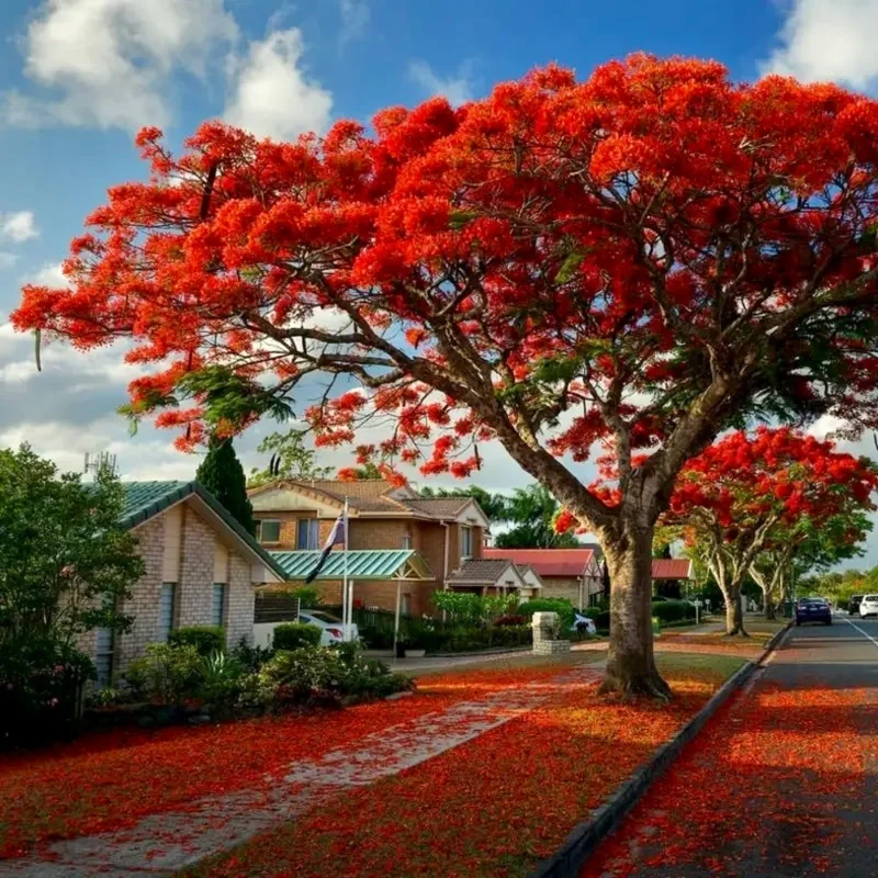 Flamboyant Flame Tree Seeds, Delonix Regia for Planting