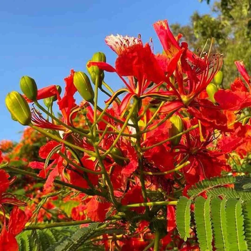 Flamboyant Flame Tree Seeds, Delonix Regia for Planting