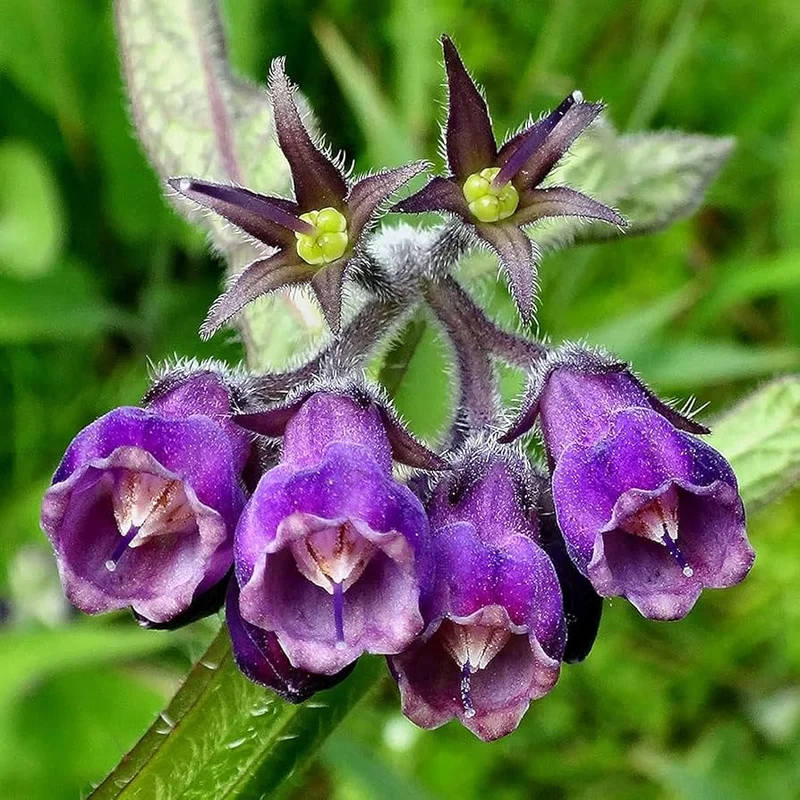 Comfrey Seeds – Symphytum officinale Hardy Perennial
