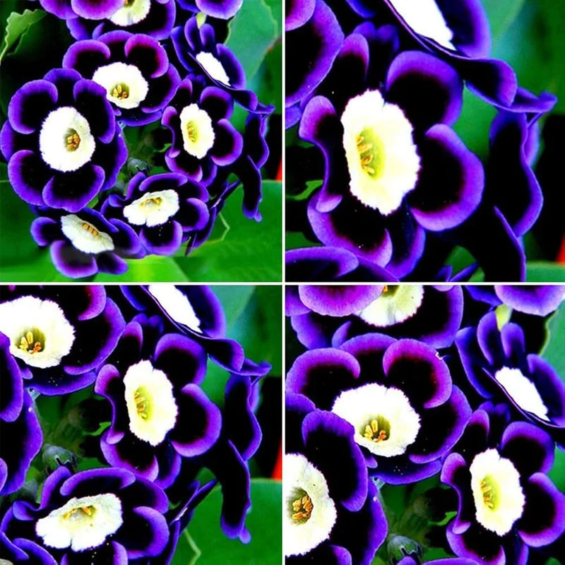 Scarce Rare Blue Petunia Seeds, Planting