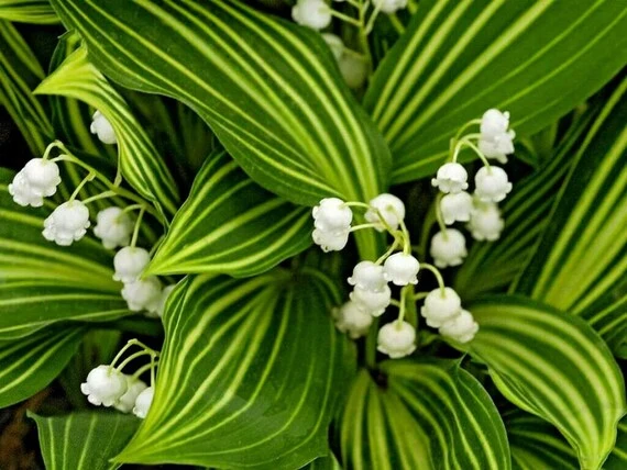 Valley Flower Seeds – Elegant Seasonal Blooms for Gardens