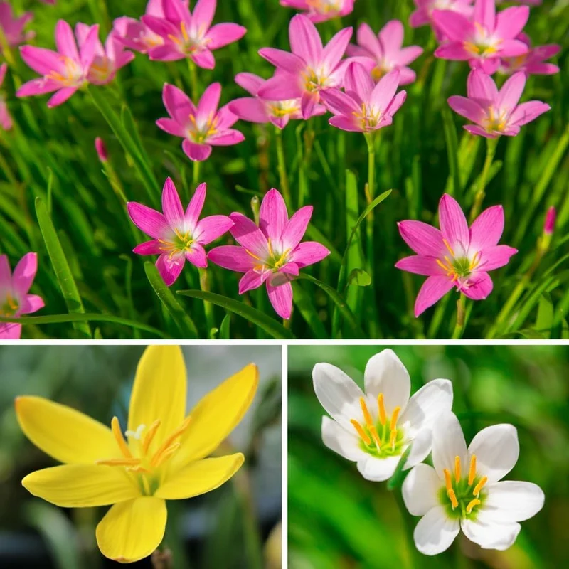 Rain Lily Seeds (Mixed Rain Lily Flower Seeds) - Colorful Blooms for Easy Garden Planting