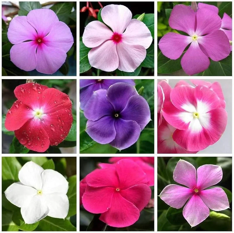 Vinca Seeds (Vinca Periwinkle Flower Seeds) - Easy Growing Blooms for Gardens & Borders