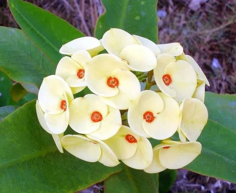 Euphorbia Milii Seeds – Crown of Thorns Flower for Garden