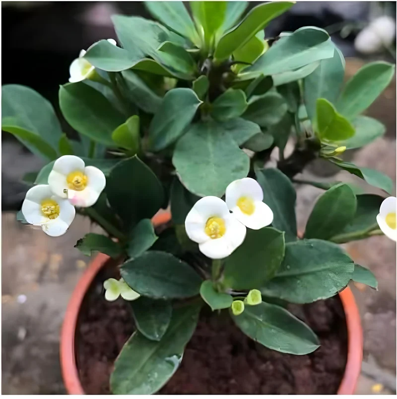 Euphorbia Milii Seeds – Crown of Thorns Flower for Garden