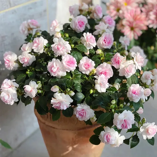 Double Camellia Impatiens Seeds for Planting