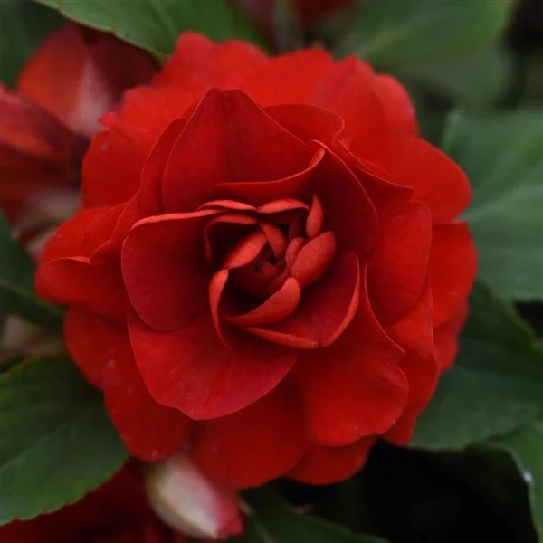 Double Camellia Impatiens Seeds for Planting