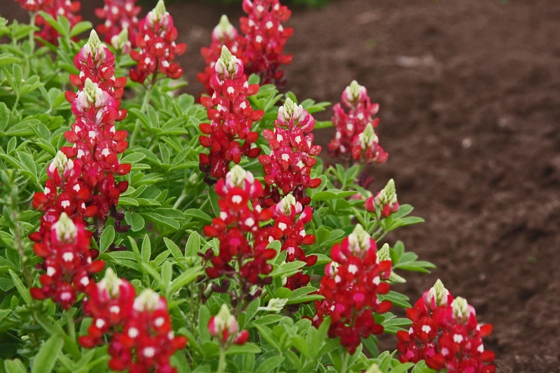 Maroon Red Texas Bluebonnet Seeds, Planting