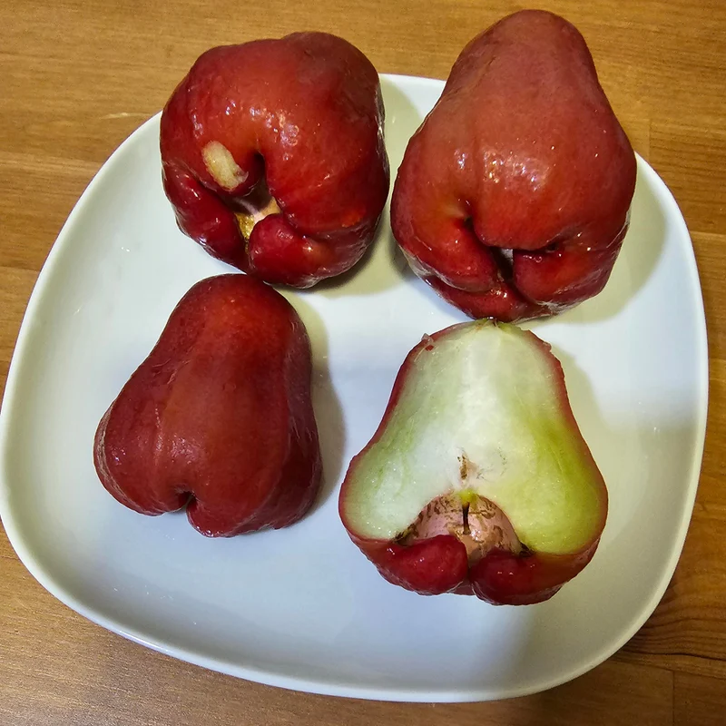 Rose Apple Seeds for Planting