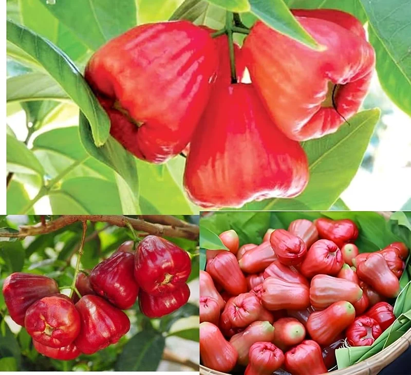 Rose Apple Seeds for Planting