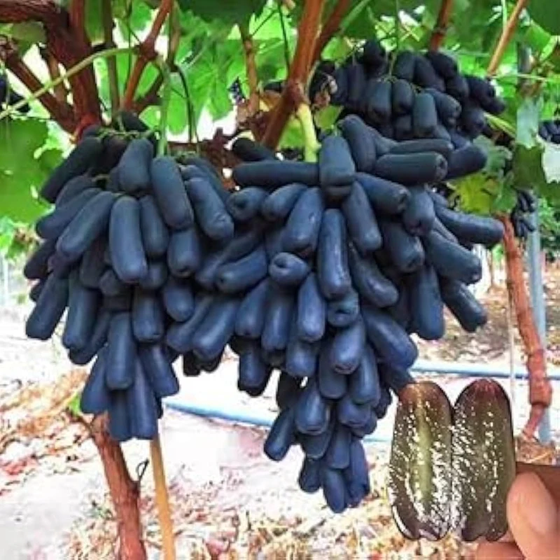 Rare Black Finger Grape Seeds For Planting