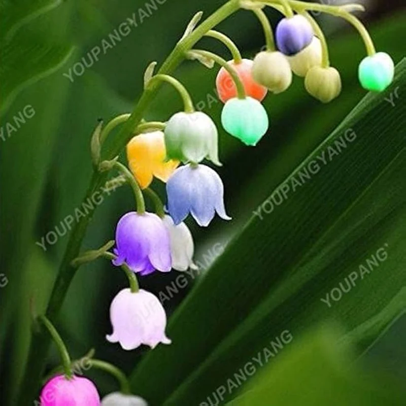 Bag Bell Orchid Flower Seeds, Planting