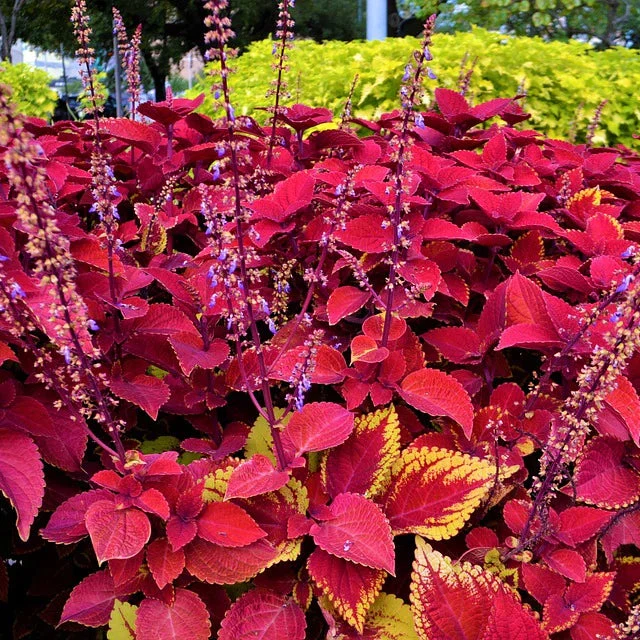 Beautiful Coleus Seeds – Colorful Foliage for Shade Gardens