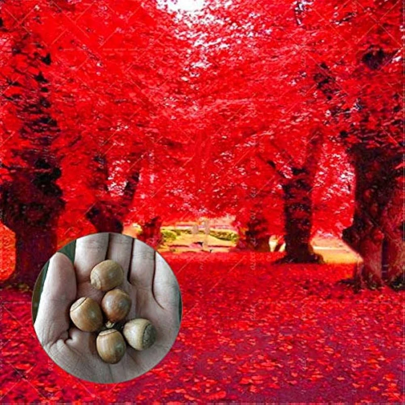 Red Oak Tree Seeds for Planting
