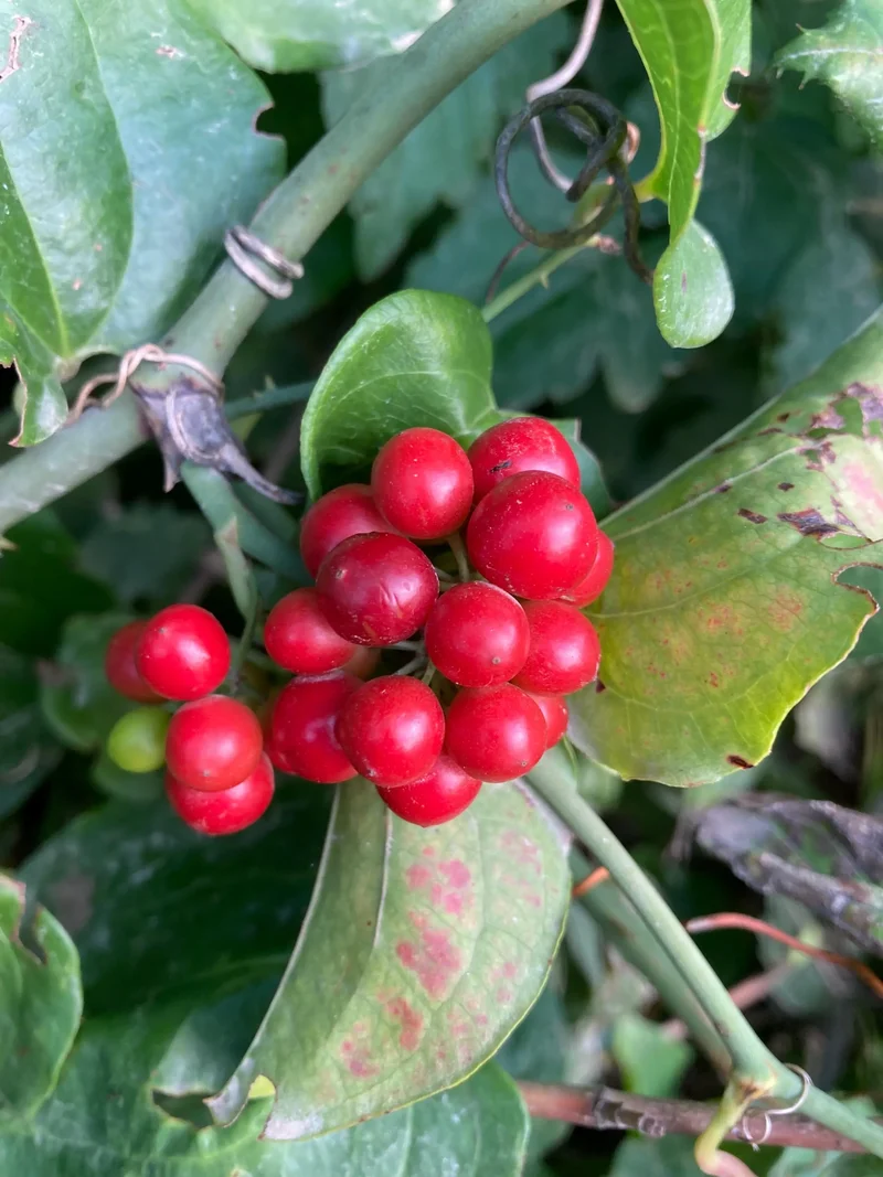 Sarsaparilla Nostrana Seeds for Planting