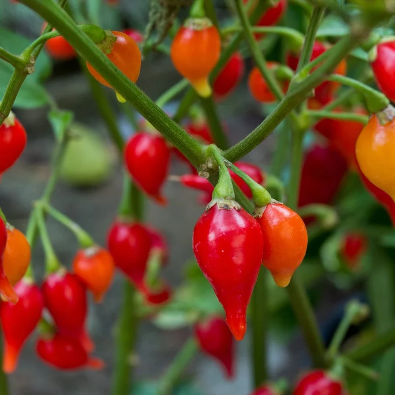 Sweety Drop Pepper Seeds for Planting