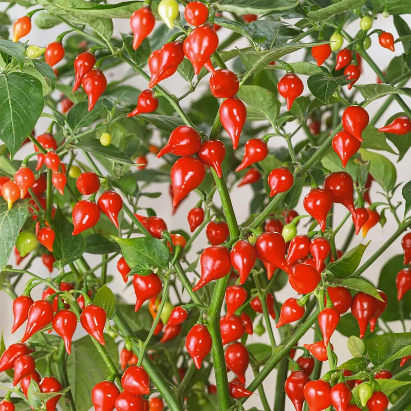 Sweety Drop Pepper Seeds for Planting